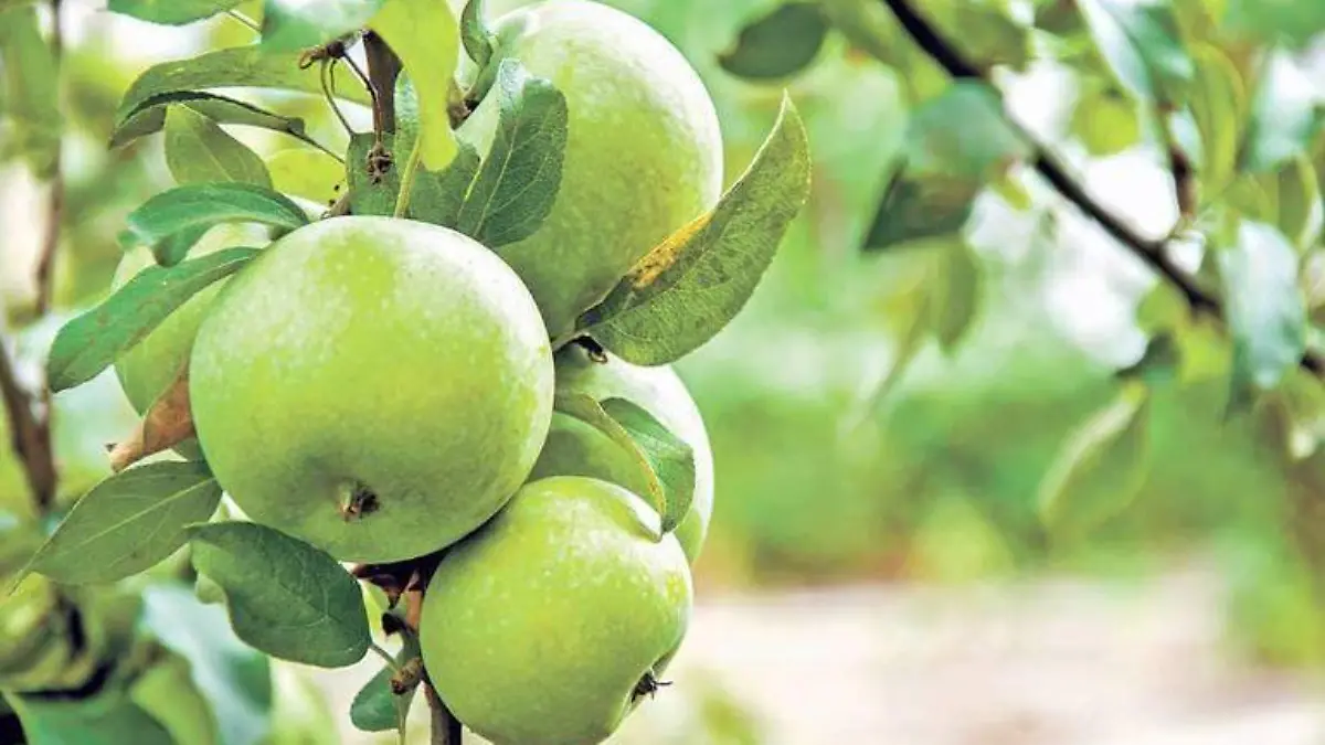 cocecha se manzana